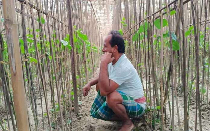 Betel leaves are drying up due to intense heat, farmers are facing financial loss