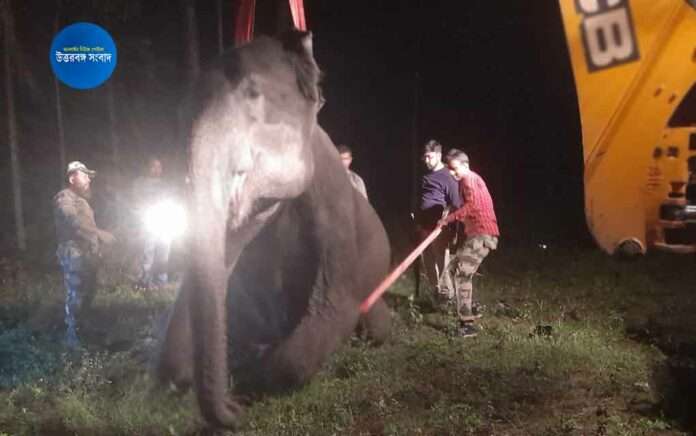 Elephant died due to electrocution at madarihat
