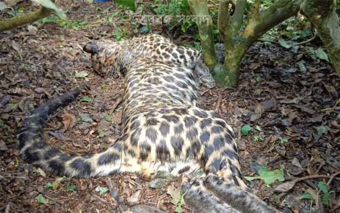 Leopard body recovered from tea garden