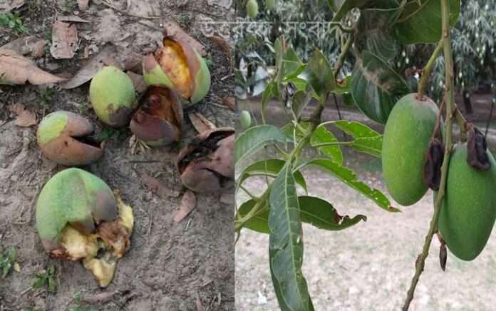 Mangoes are falling due to lack of rain, farmers are worried