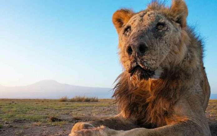 One Of The World's Oldest Lions Loonkiito Killed In Kenya