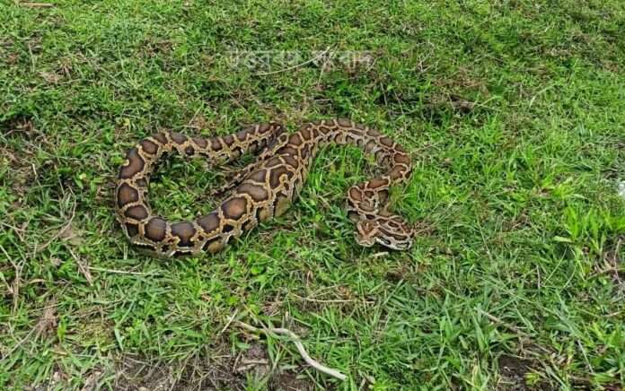 e forest department rescued the python and left it in the forest