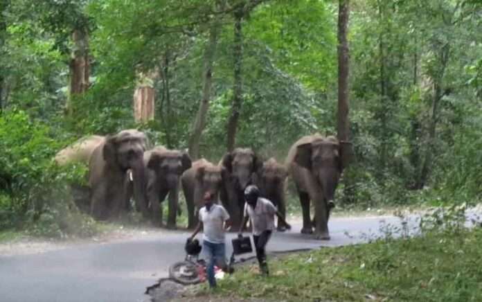 bike entered the herd of elephants in Sukna forest. What happened then