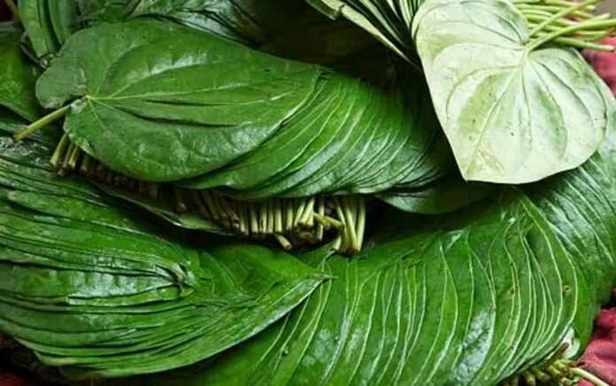 betel leaf will reduce hair loss
