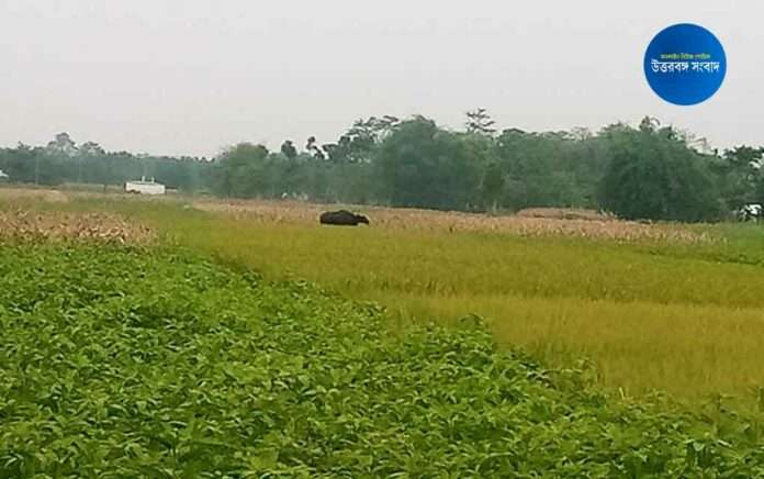 Bison comes out at latapata