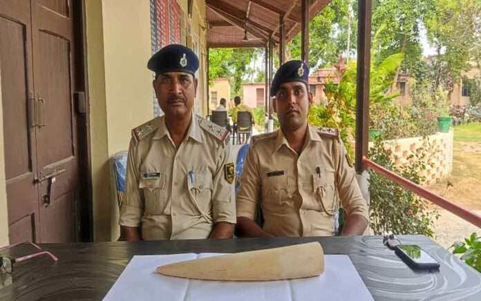 police recovered the ivory in Dighalbank of Kishanganj