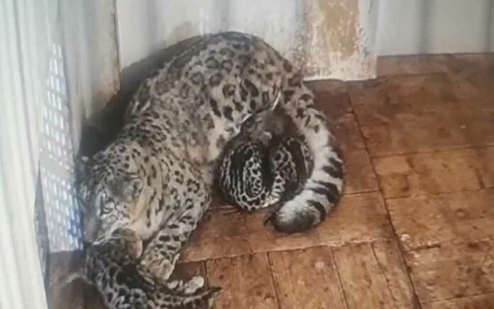PNHZ Park welcomes 5 newborn Snow Leopard cubs