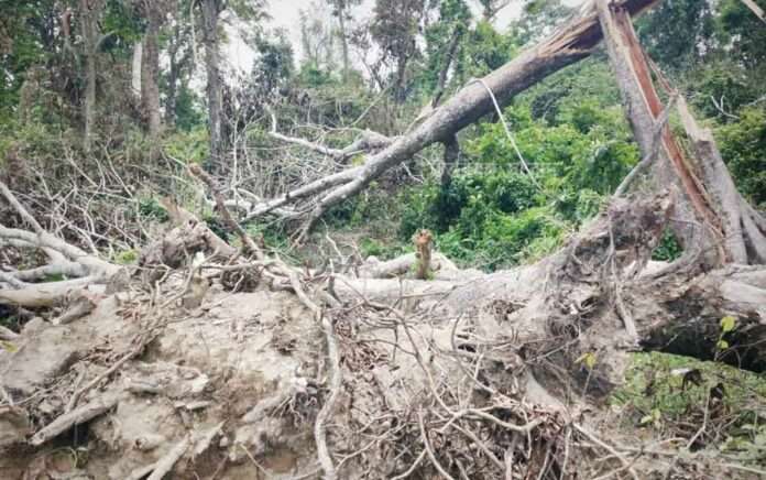 storm damage broke a decade's record in buxa