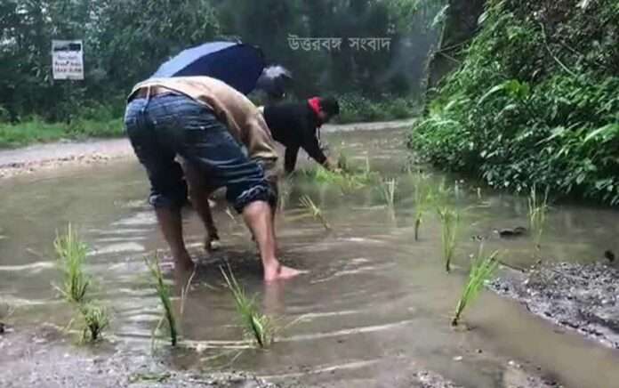 road to Sandakphu is bad, residents protest by burying rice seedlings