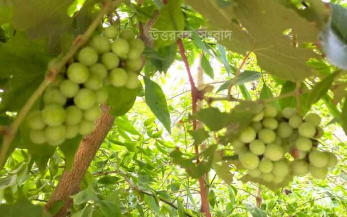 Dinhata's teacher grew grapes at home
