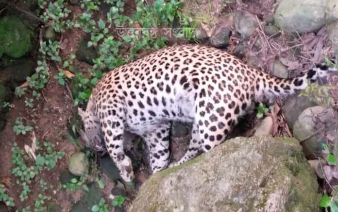 Leopard body found in Ivil tea garden