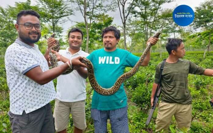 python rescued from nagrakata