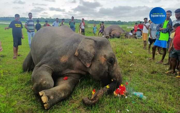 two elephants found dead at nagrakata
