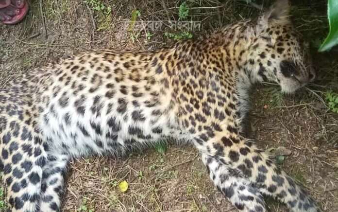 Body of female leopard recovered from Leesriver tea garden