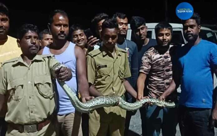 python-rescued-from-odlabari