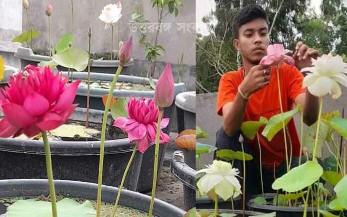 topu has grown 45 types of lotuses in his garden
