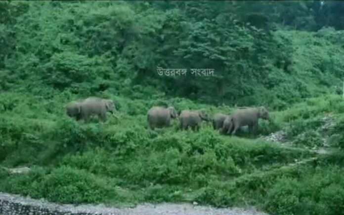 crowds to see elephants, forest personnel shot at point blank range to control situation