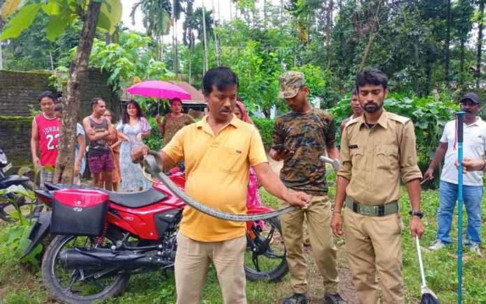 Snake twisted rice drum, panic in Anganwadi center
