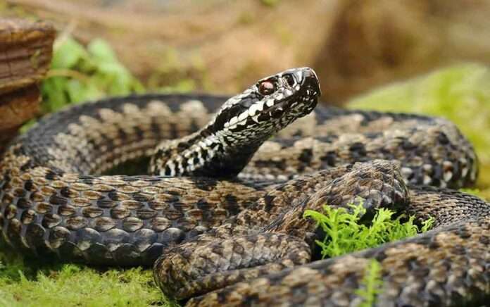death of boyfriend due to bite of poisonous snake left by the lover