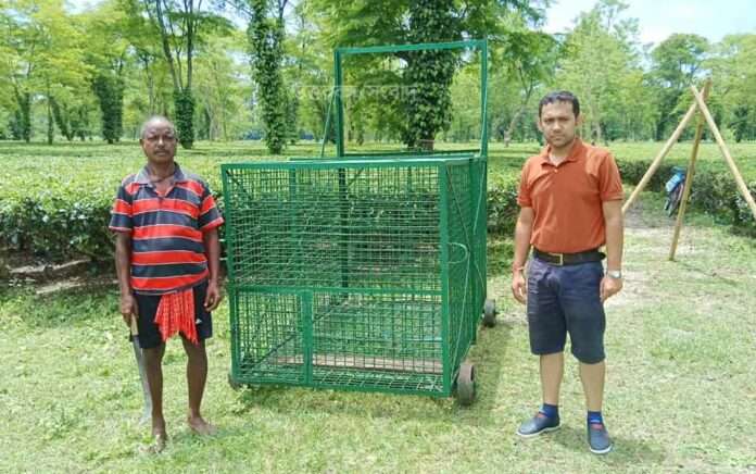 Cages are set up in tea gardens to catch leopards
