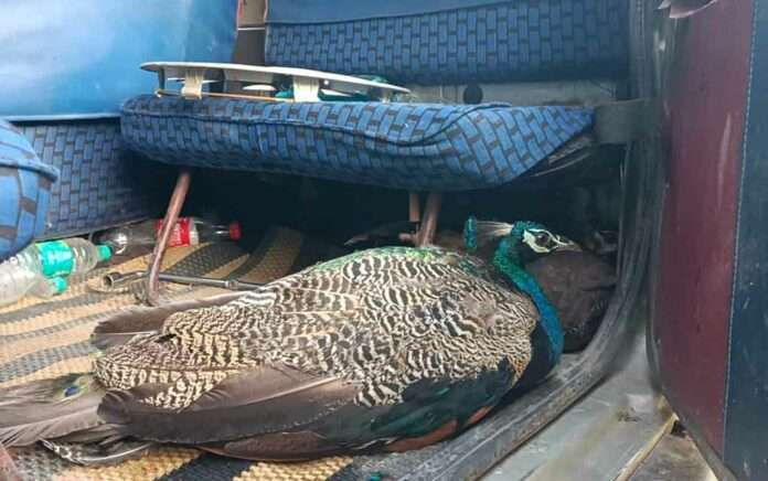 Sick peacocks are rescued from the tea garden