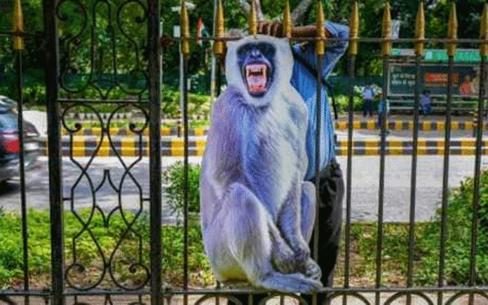 Central govt relies on monkey flex to prevent monkey violence
