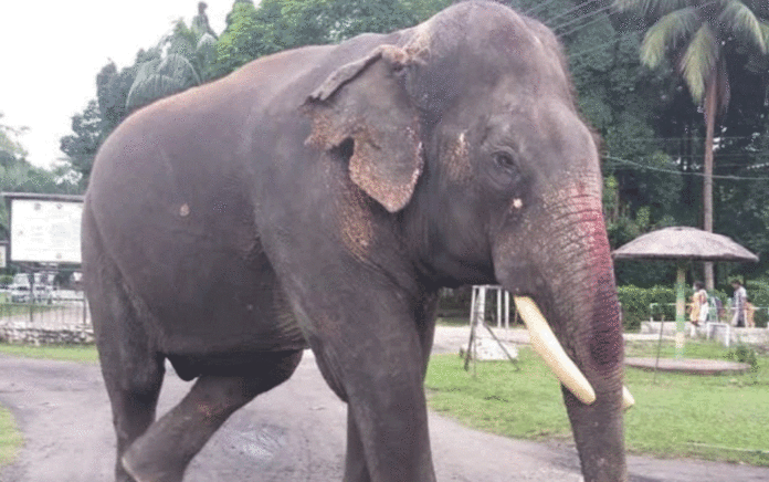 Bijuli, the country's oldest elephant, has died at the age of 89