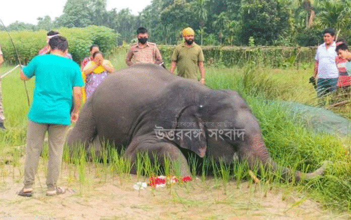 elephant died due to electrocution