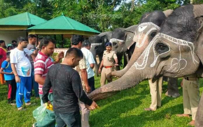 Gorumara Elephants are decorated on World Elephant Day