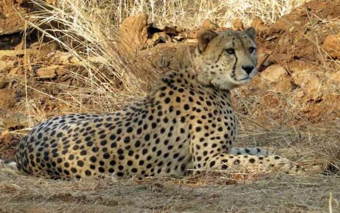 Namibia's message to Modi govt over cheetah death in Kuno