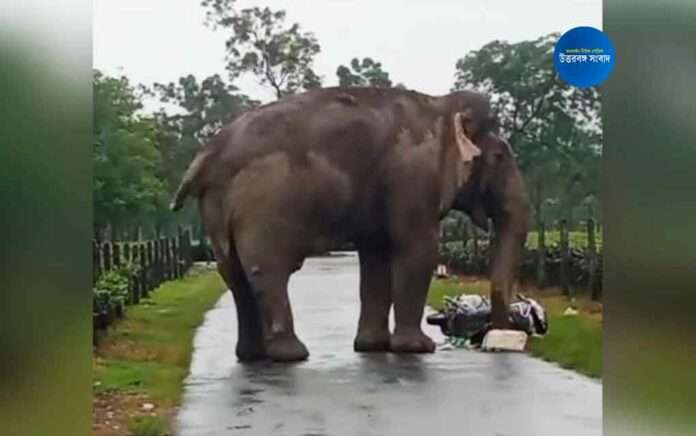 elephant comes out at ranichera tea garden