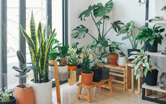 How to care for 'indoor plant'
