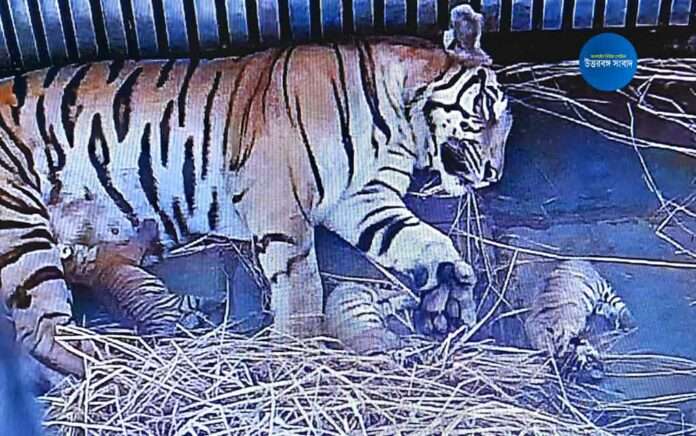 rika gave birth to three children in bengal safari park