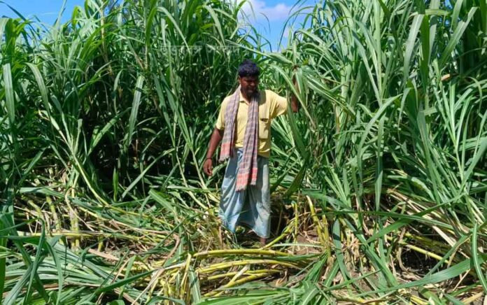 criminals destroy sugarcane in harishchandrapur