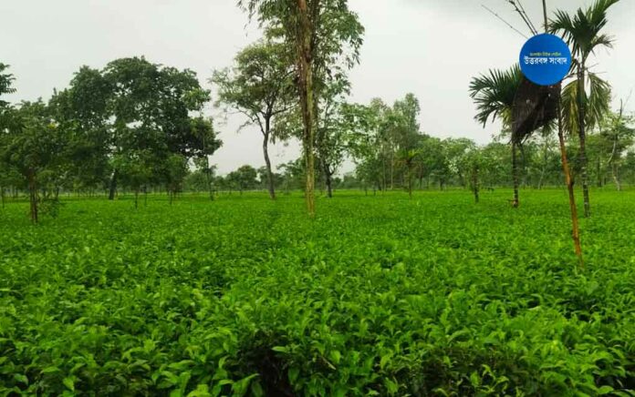 Rajganj sukhani tea project reopens