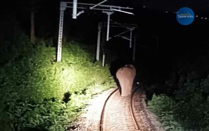 Train driver saves elephant's life in Dooars