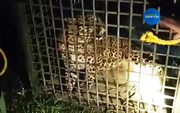 leopard captured by forest dept in jateswar