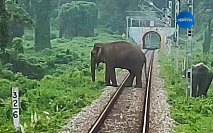 rail driver saved elephant life in dooars