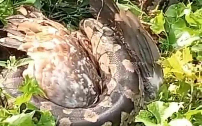 python rescued from the forest