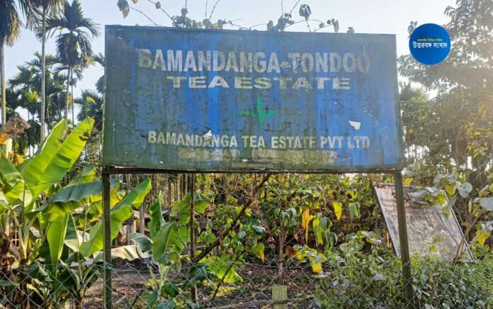 bamandanga tondoo tea estate closed