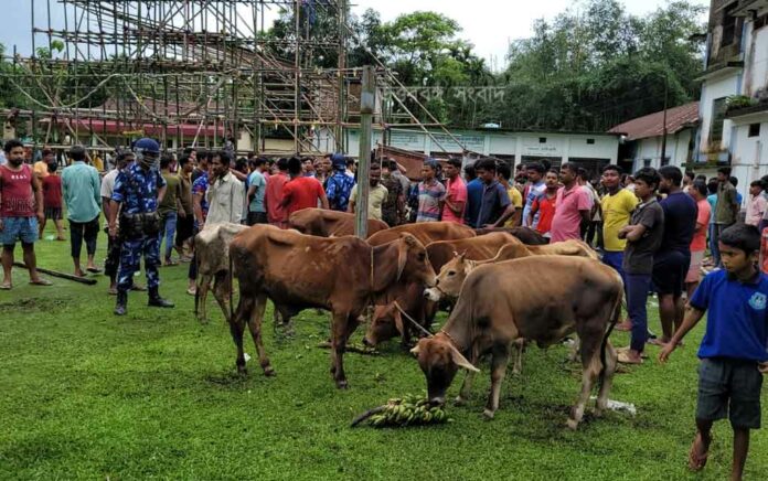 Car loaded with cattle seized before smuggling, arrest 2
