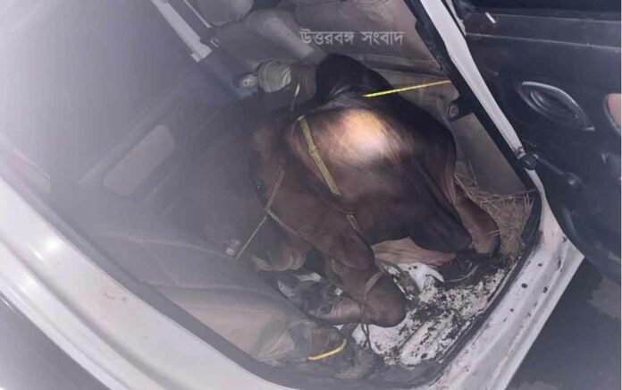 Cow was being smuggled hidden under the car seat