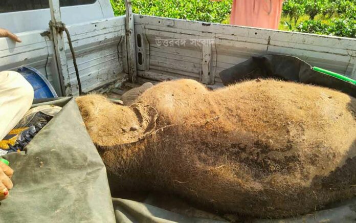 baby elephant died after falling into the drain of the tea garden