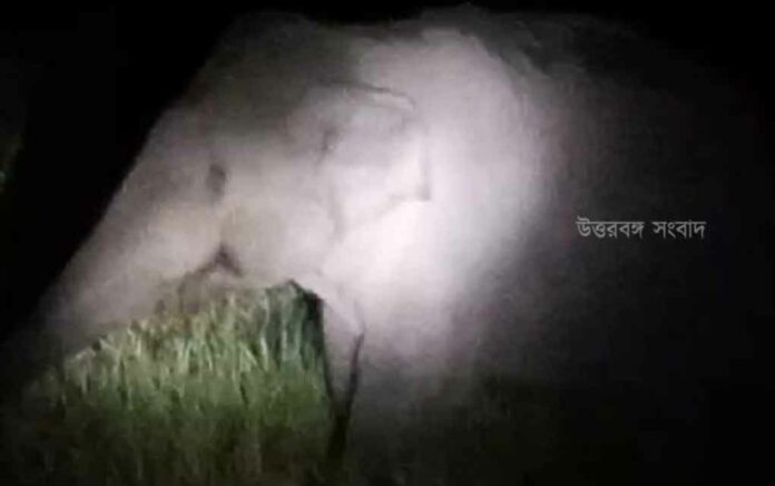 Constant attack of elephants in paddy fields, farmers are worried