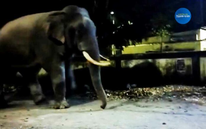 elephant comes out at luksan