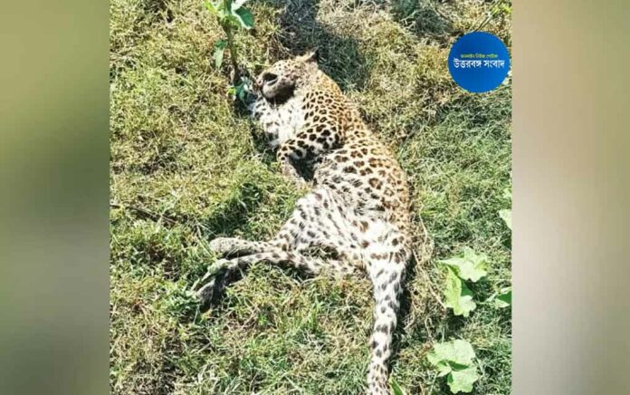 leopard body found at jateswar