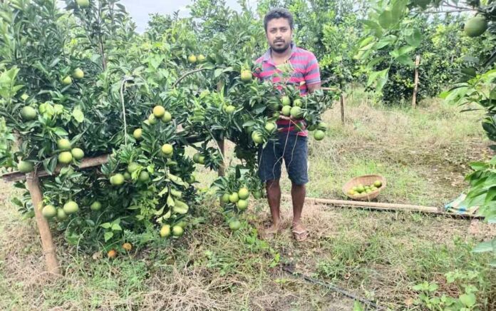 partha-of-alipurduar-got-success-in-cultivation-of-sweet-orange