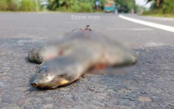 turtle dies in road accident again in Baneshwar