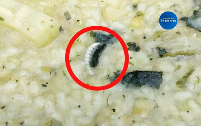 Insects in khichdi