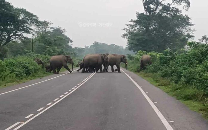 intrusion of elephants sudden? What the forest department says